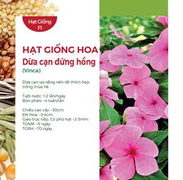 Hạt giống Hoa Dừa cạn đứng hồng