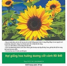 Hạt giống Hoa hướng dương cắt cành 1gr