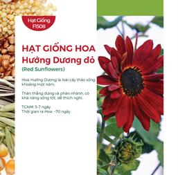 Hạt giống Hoa hướng dương đỏ