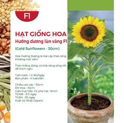 Hạt giống hoa Hướng dương lùn vàng 10 hạt