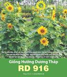 Hạt giống Hướng dương tháp Rd 916 - 5gr