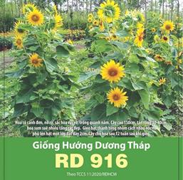 Hạt giống Hướng dương tháp Rd 916 - 5gr
