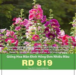 Hạt giống Hoa mãn đình hồng đơn mix