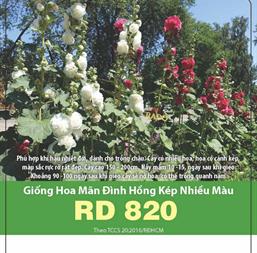 Hạt giống Hoa mãn đình hồng kép mix