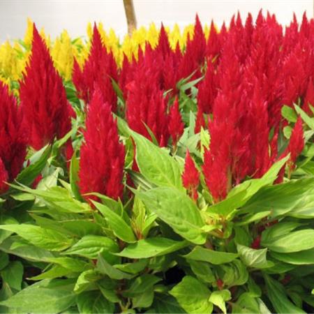 Hạt giống Hoa mào gà lửa đỏ