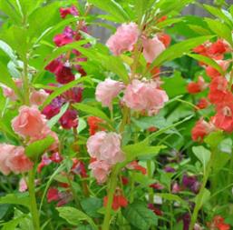 Hạt giống Hoa móng tay mix