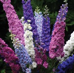 Hạt giống Hoa Phi Yến mix 0.1gr