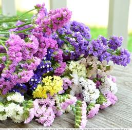 Hạt giống Hoa salem mix 0.1gr