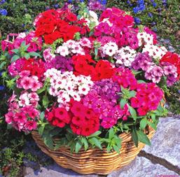 Hạt giống Hoa thanh trúc mix