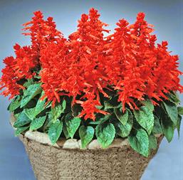 Hạt giống Hoa xác pháo đỏ