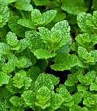 Hạt giống Húng lủi 0.2gr