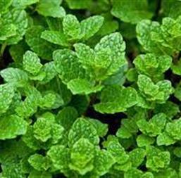 Hạt giống Húng lủi 0.2gr