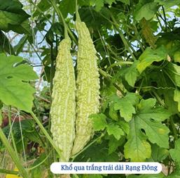 Hạt giống Khổ qua trắng lai F1