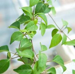 Hạt giống Lá Giang 5 hạt