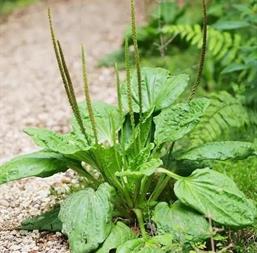 Hạt giống Mã Đề 1gr