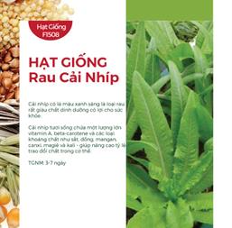 Hạt giống Xà lách lá nhọn - Rau diếp thơm 10gr
