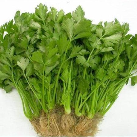 Hạt giống rau Cần vàng - Cần Tây
