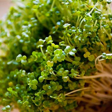Hạt giống Rau mầm bông cải xanh