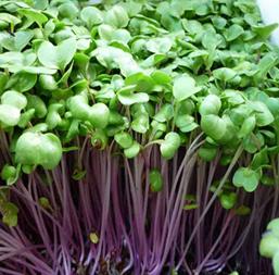 Hạt giống Rau mầm củ cải đỏ 100gr