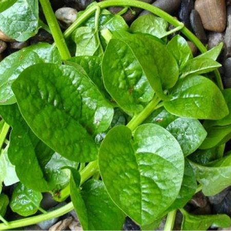 Hạt giống Rau mồng tơi xanh
