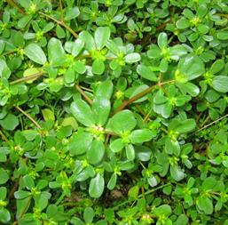 Hạt giống Rau Sam 1gr