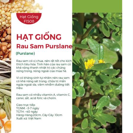 Hạt giống Rau Sam Purslane