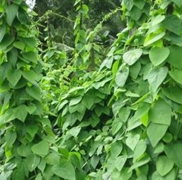 Hạt giống Sương Sâm Lông 10 hạt