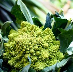 Hạt giống Súp lơ san hô