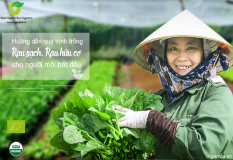 Hướng dẫn quy trình trồng rau sạch, hữu cơ cho người mới bắt đầu