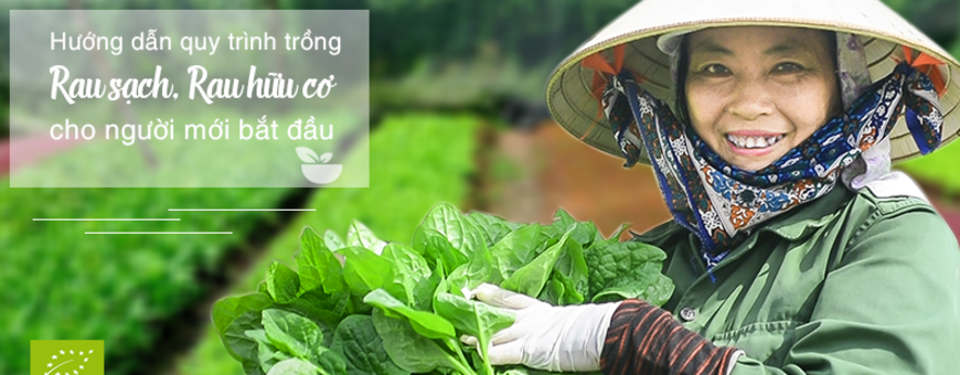 Hướng dẫn quy trình trồng rau sạch, hữu cơ cho người mới bắt đầu
