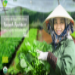 Hướng dẫn quy trình trồng rau sạch, hữu cơ cho người mới bắt đầu