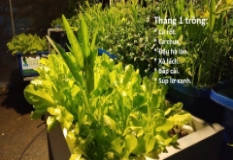 Tháng 1 nên trồng rau gì, nuôi con gì thì phù hợp?