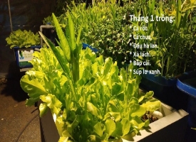 Tháng 1 nên trồng rau gì, nuôi con gì thì phù hợp?